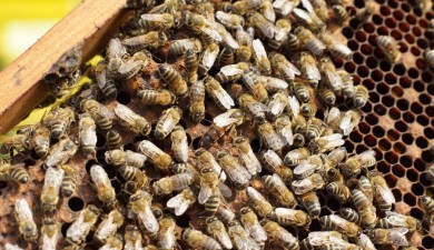Honey, honey …
